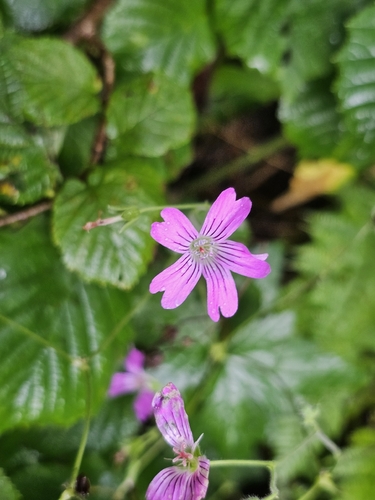Geranium gracile, photograph 1