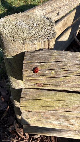Asian Lady Beetle