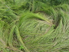 Carex brizoides