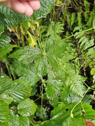 Geranium gracile, photograph 2