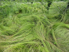 Carex brizoides, photograph (c) Oleksandr Shynder, some rights reserved (CC BY)