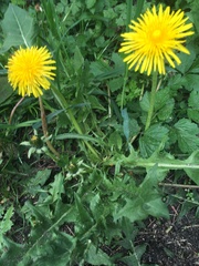 Taraxacum officinale