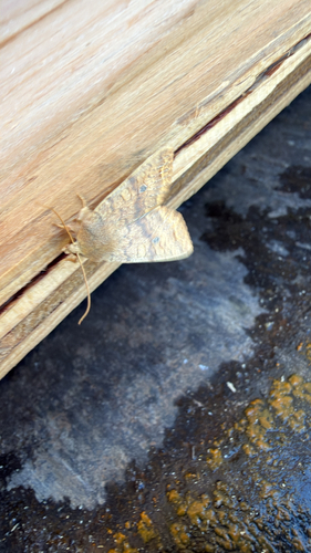 Bicolored Sallow