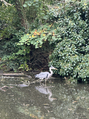 Grey Heron