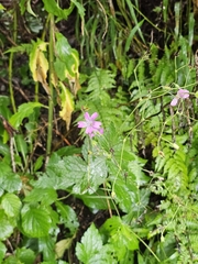 Geranium gracile, photograph (c) Анна, some rights reserved (CC BY)