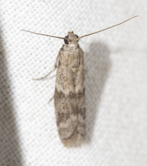 Eurythmia angulella