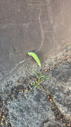 Lime Hawkmoth