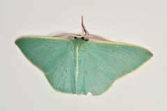 Chlorocoma assimilis