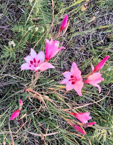 Gladiolus carneus, photograph 3