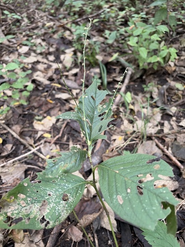 American jumpseed