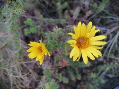 Cullumia setosa setosa