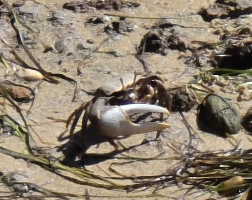 West African Fiddler Crab