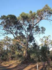 Eucalyptus goniocalyx laxa