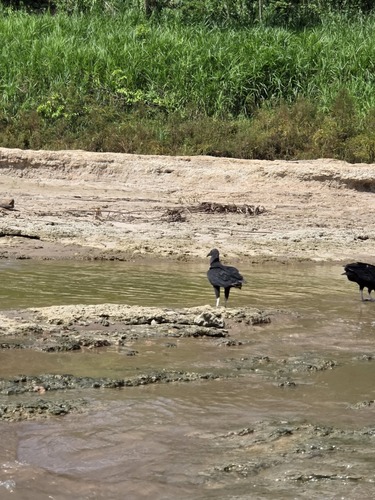 Black Vulture