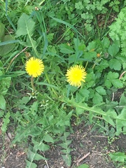Taraxacum officinale