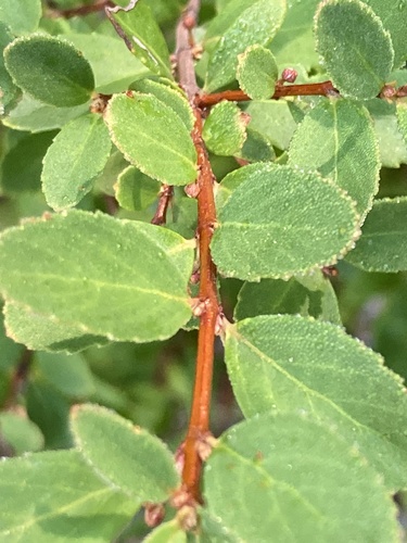 Oregon Boxwood