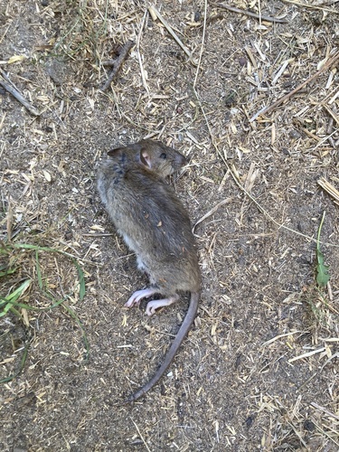 Brown Rat