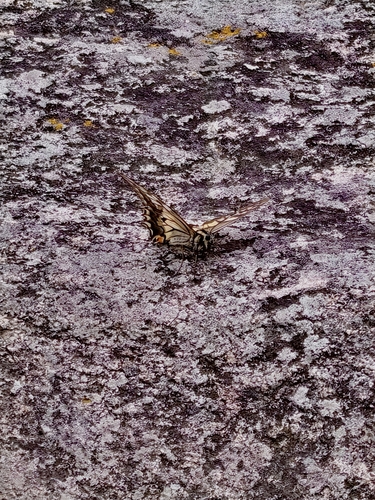 Old World Swallowtail