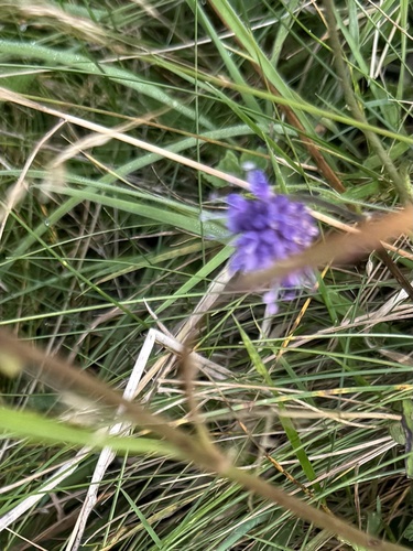 Succisa pratensis, photograph 4