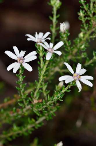 Olearia minor (Benth.) Lander