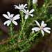 Olearia minor - Photo (c) Chris Lindorff, some rights reserved (CC BY), uploaded by Chris Lindorff