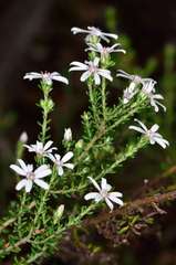 Olearia minor
