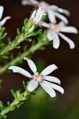 Olearia minor