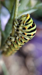Papilio machaon