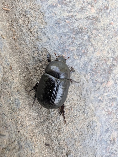 Pentodon bidens punctatus