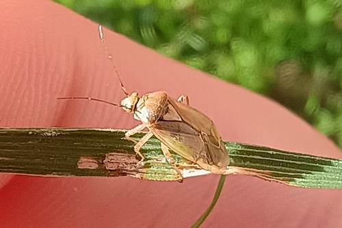 European Tarnished Plant Bug