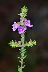 Prostanthera decussata