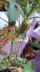 Papilio machaon