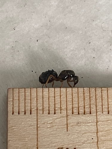 Yellow Meadow Ant