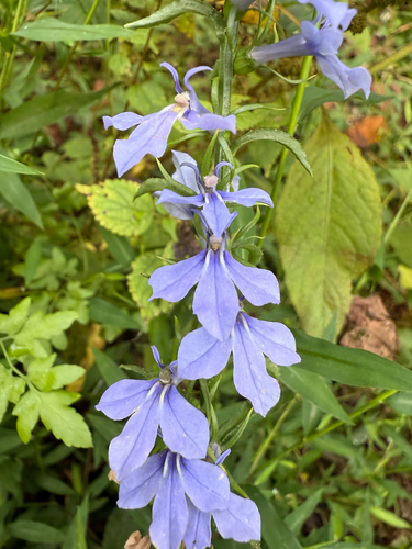 Lobelia amoena, photograph 1
