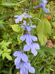 Lobelia amoena