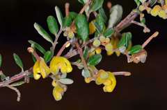 Grevillea chrysophaea