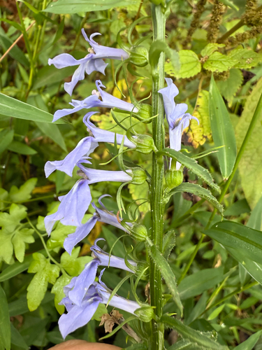 Lobelia amoena, photograph 2