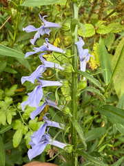 Lobelia amoena, photograph (c) carter, some rights reserved (CC BY)
