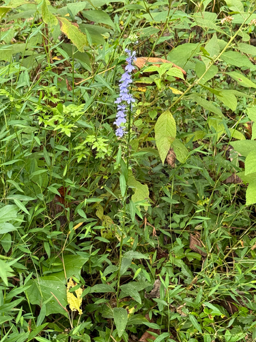 Lobelia amoena, photograph 4