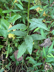 Lobelia amoena, photograph (c) carter, some rights reserved (CC BY)