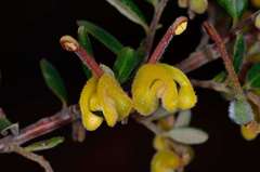 Grevillea chrysophaea