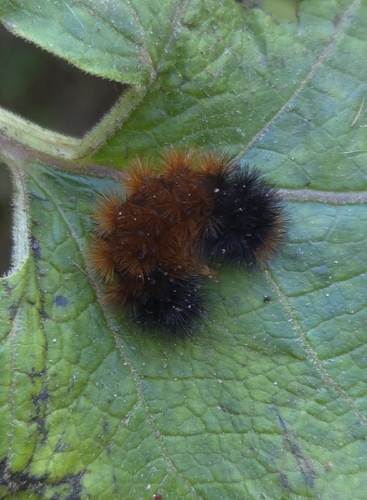 Isabella Tiger Moth