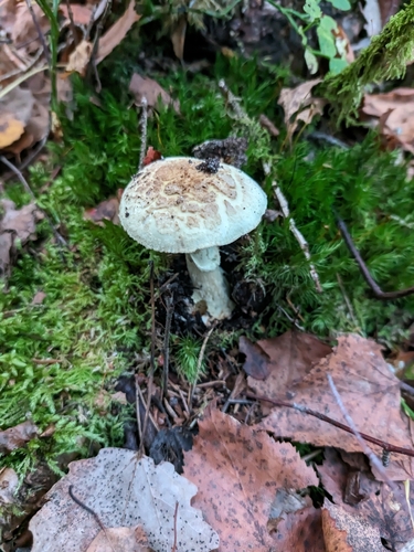 False Death-cap