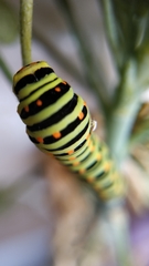 Papilio machaon