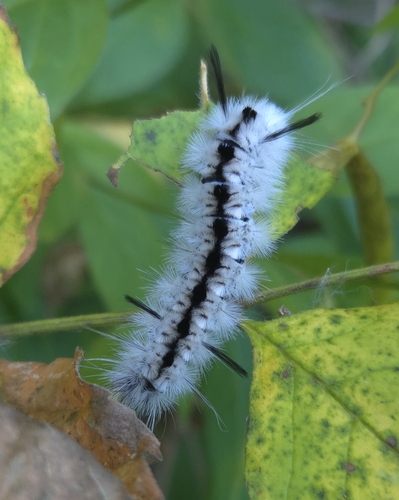 Hickory Tussock Moth