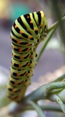 Papilio machaon