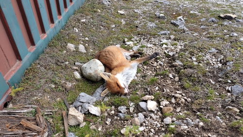 Red Fox