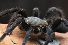 Ornithoctonus aureotibialis