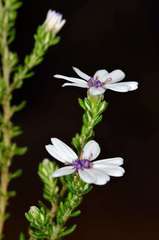 Olearia minor