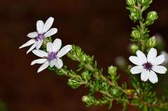 Olearia minor